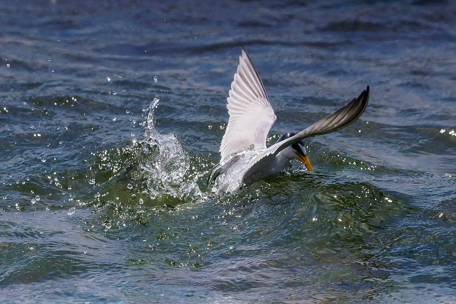 野鳥・コアジサシの写真画像