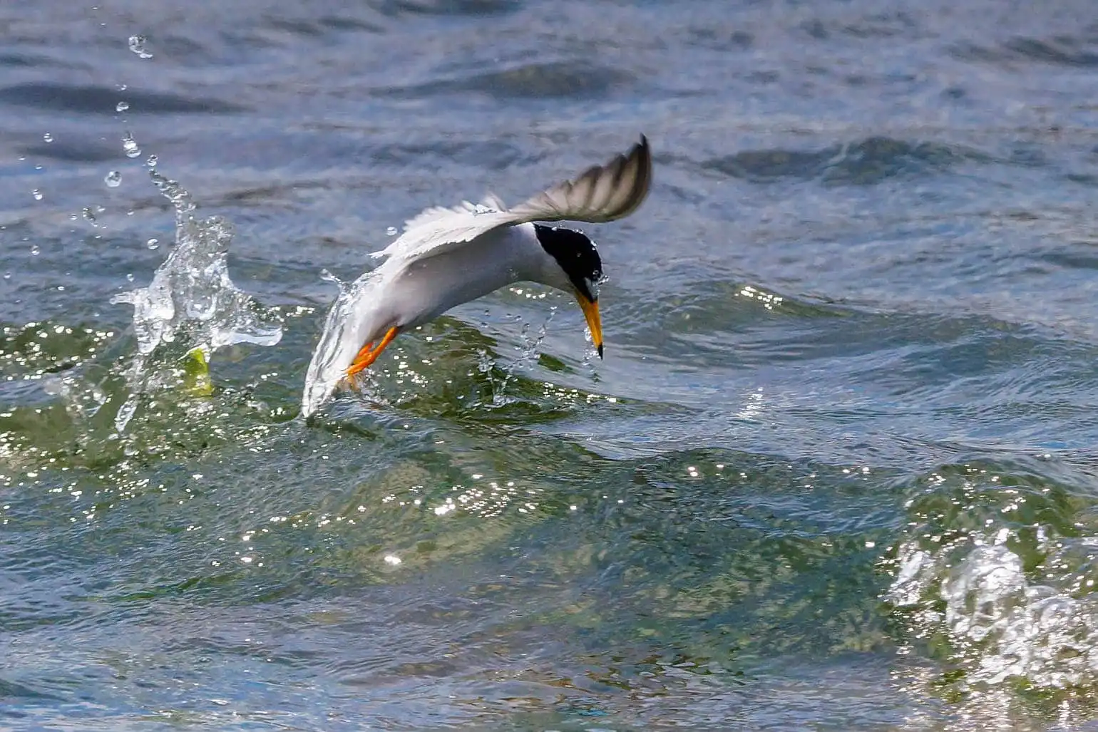 野鳥・コアジサシの写真画像