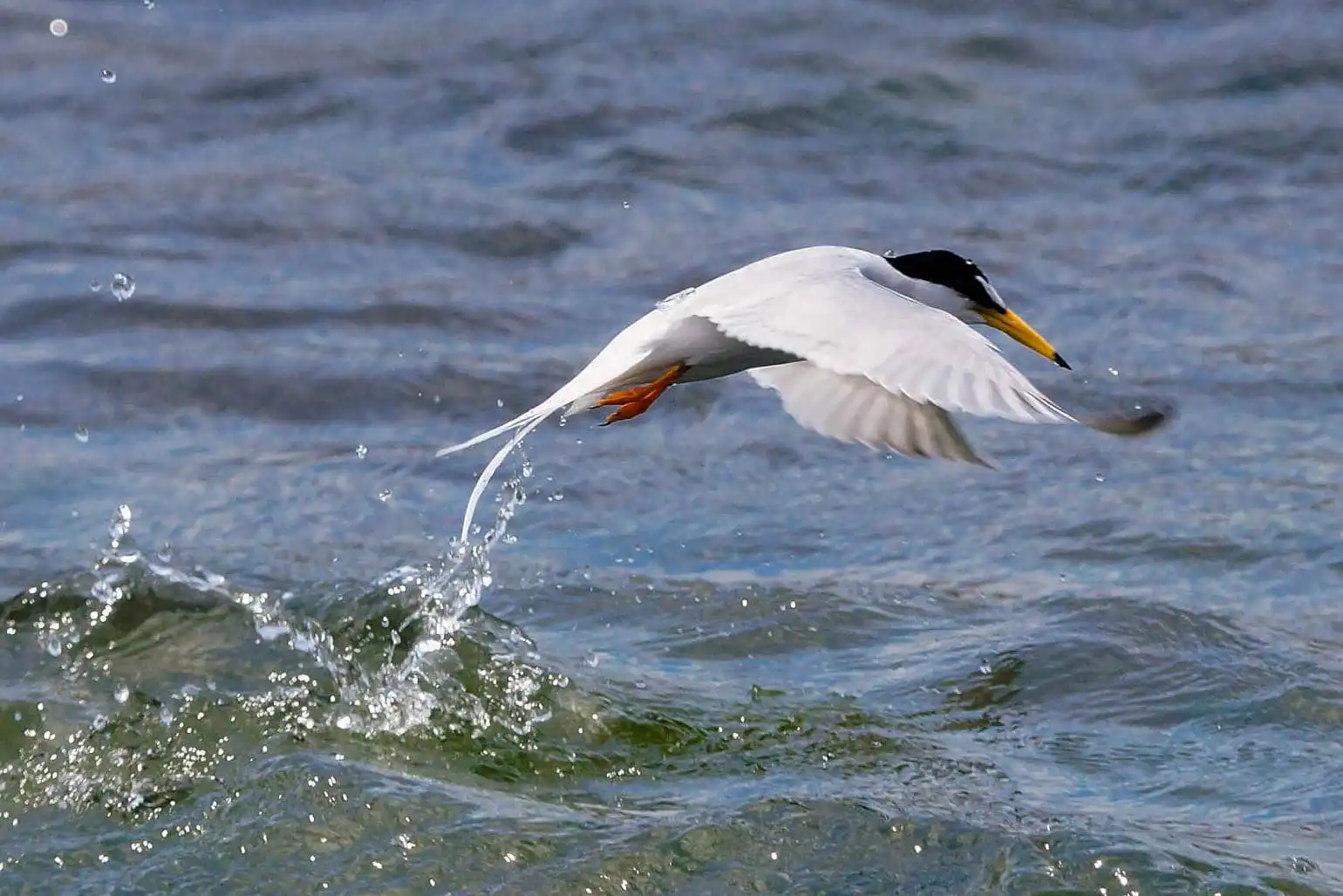 野鳥・コアジサシの写真画像