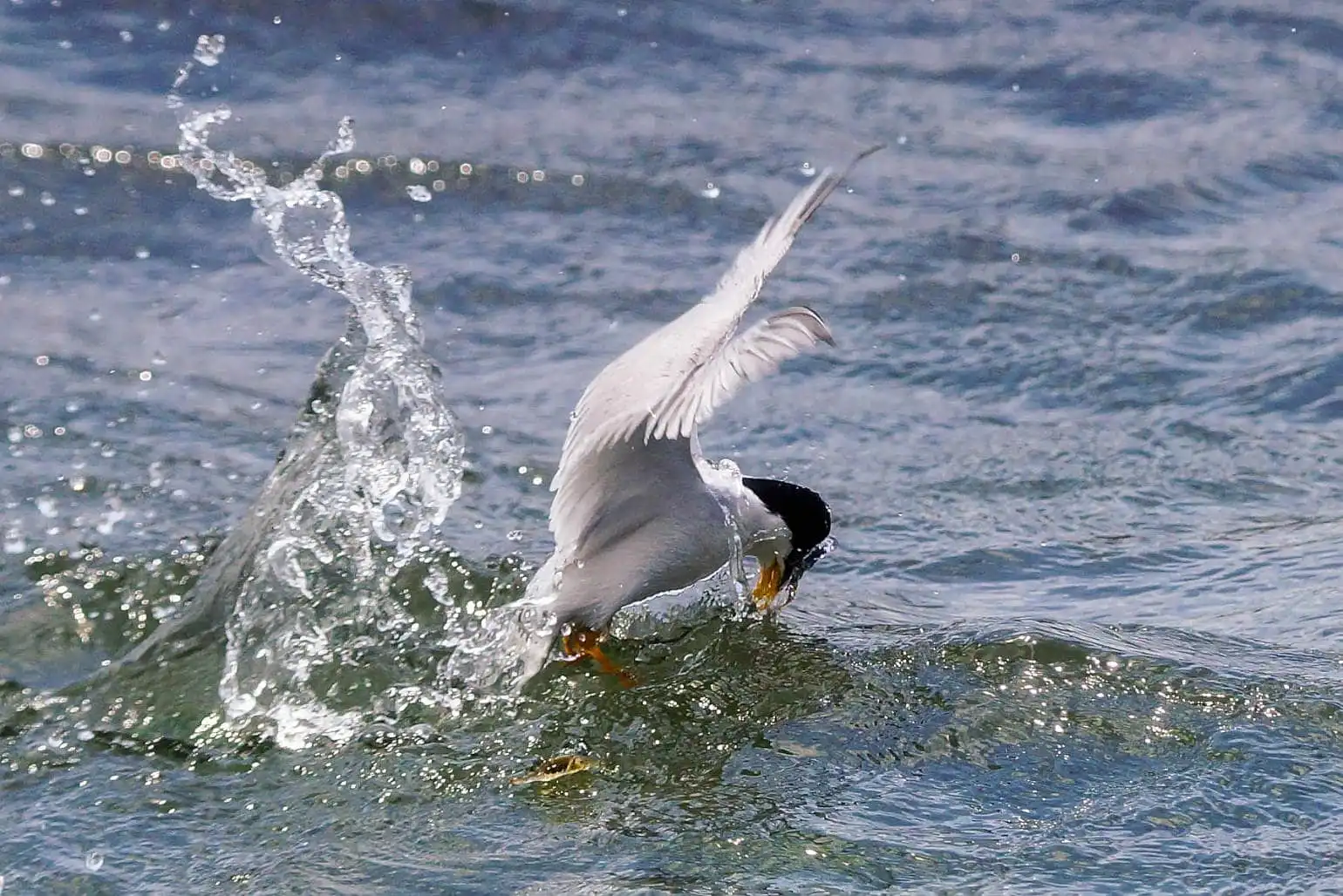 野鳥・コアジサシの写真画像