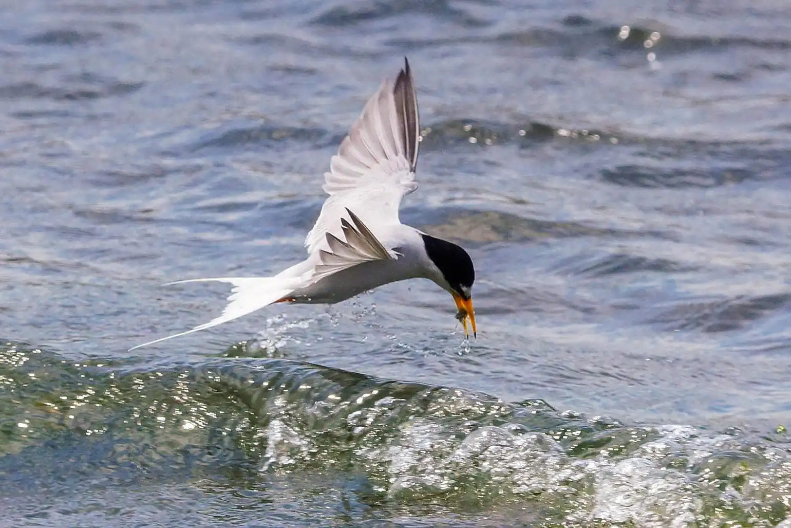 野鳥・コアジサシの写真画像