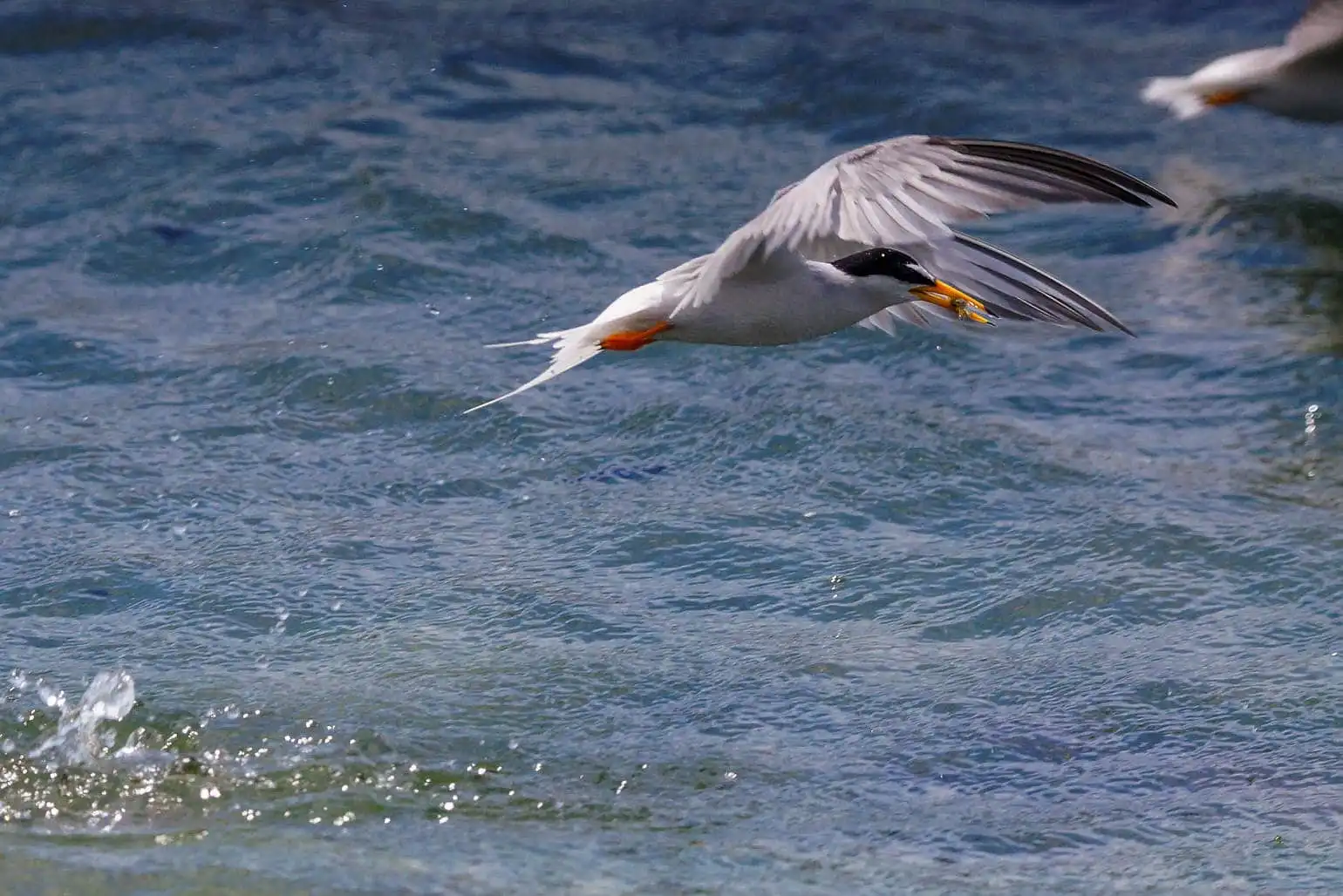 野鳥・コアジサシの写真画像