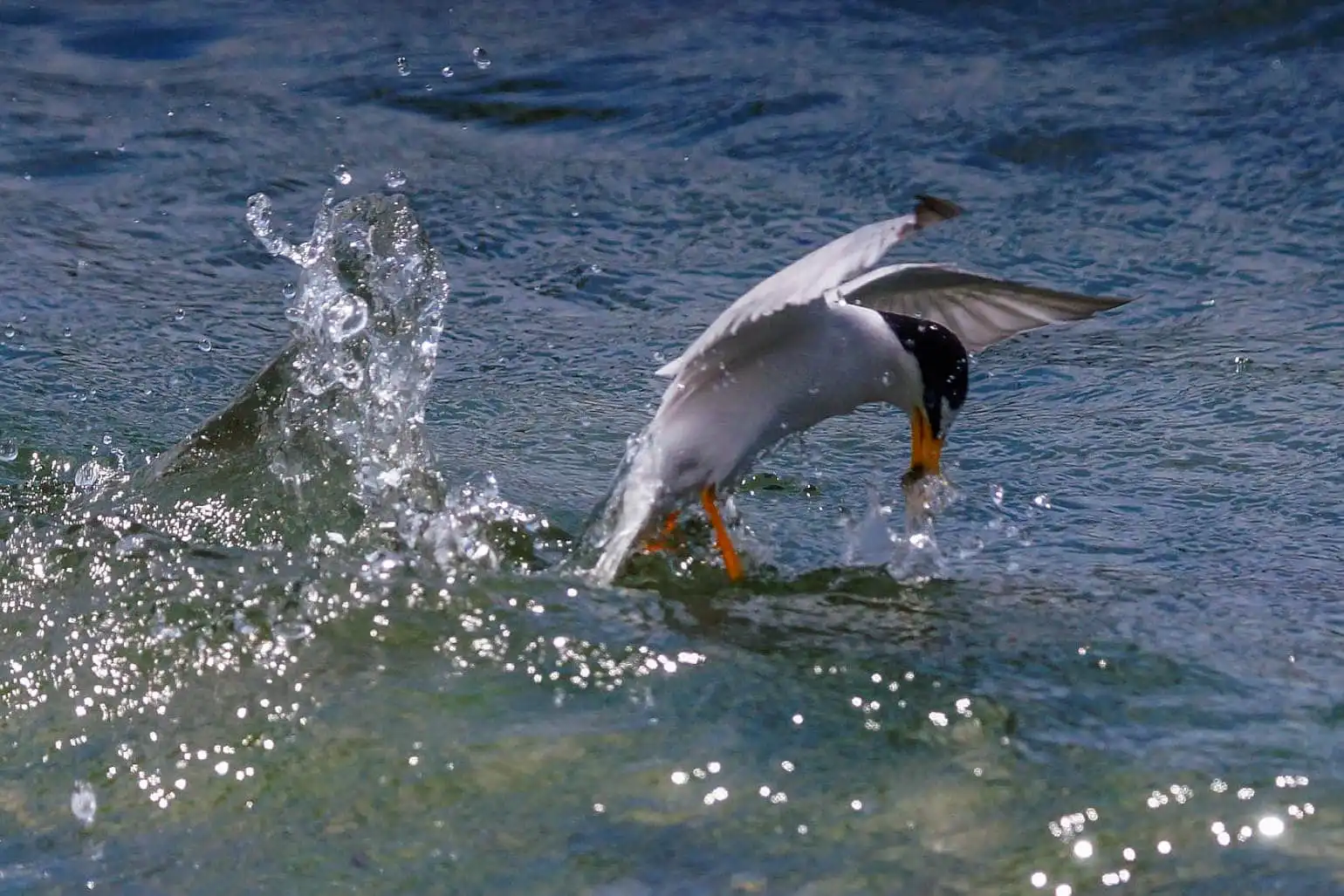 野鳥・コアジサシの写真画像