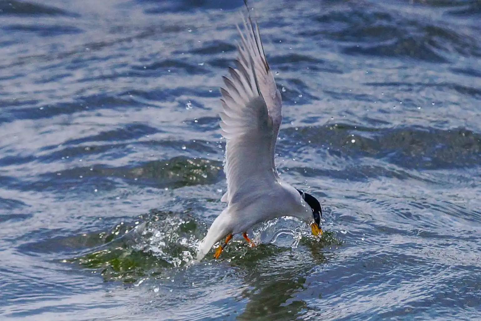 野鳥・コアジサシの写真画像
