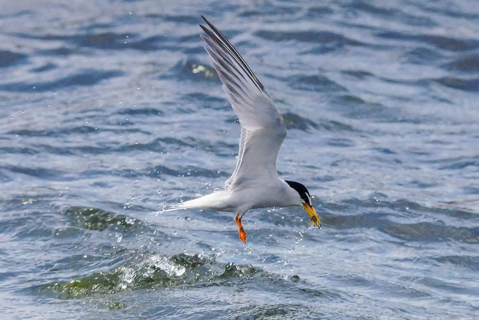 野鳥・コアジサシの写真画像