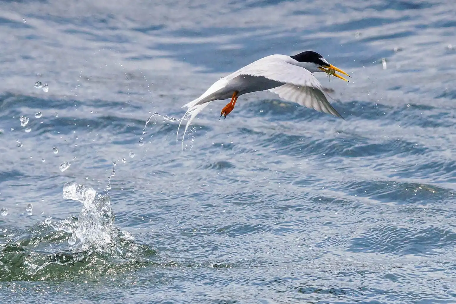 野鳥・コアジサシの写真画像