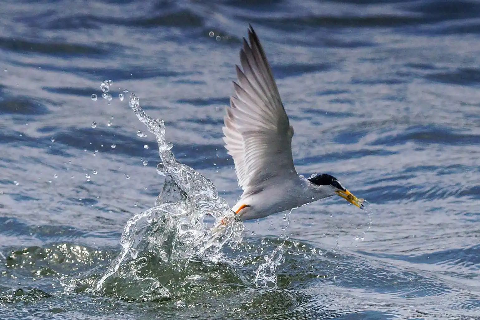 野鳥・コアジサシの写真画像