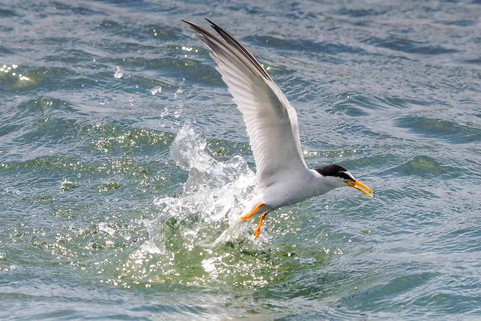野鳥・コアジサシの写真画像
