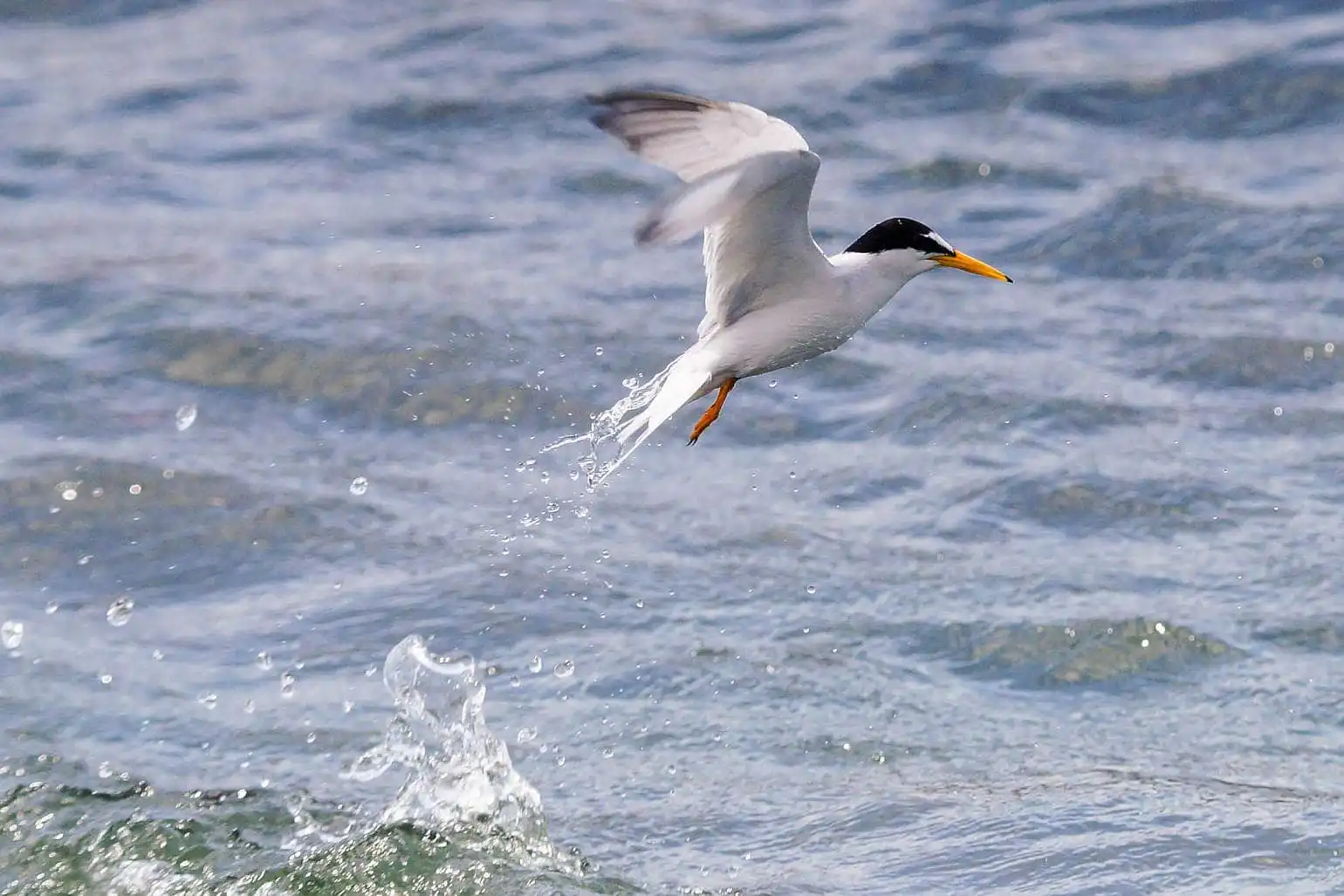 野鳥・コアジサシの写真画像
