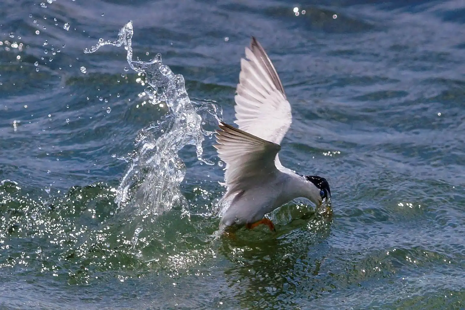 野鳥・コアジサシの写真画像