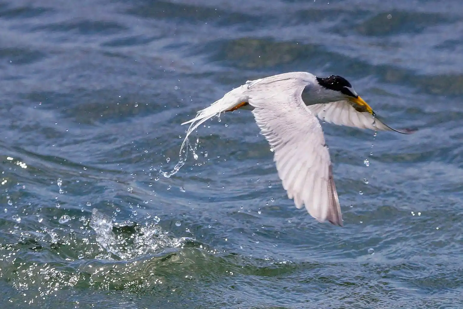 野鳥・コアジサシの写真画像