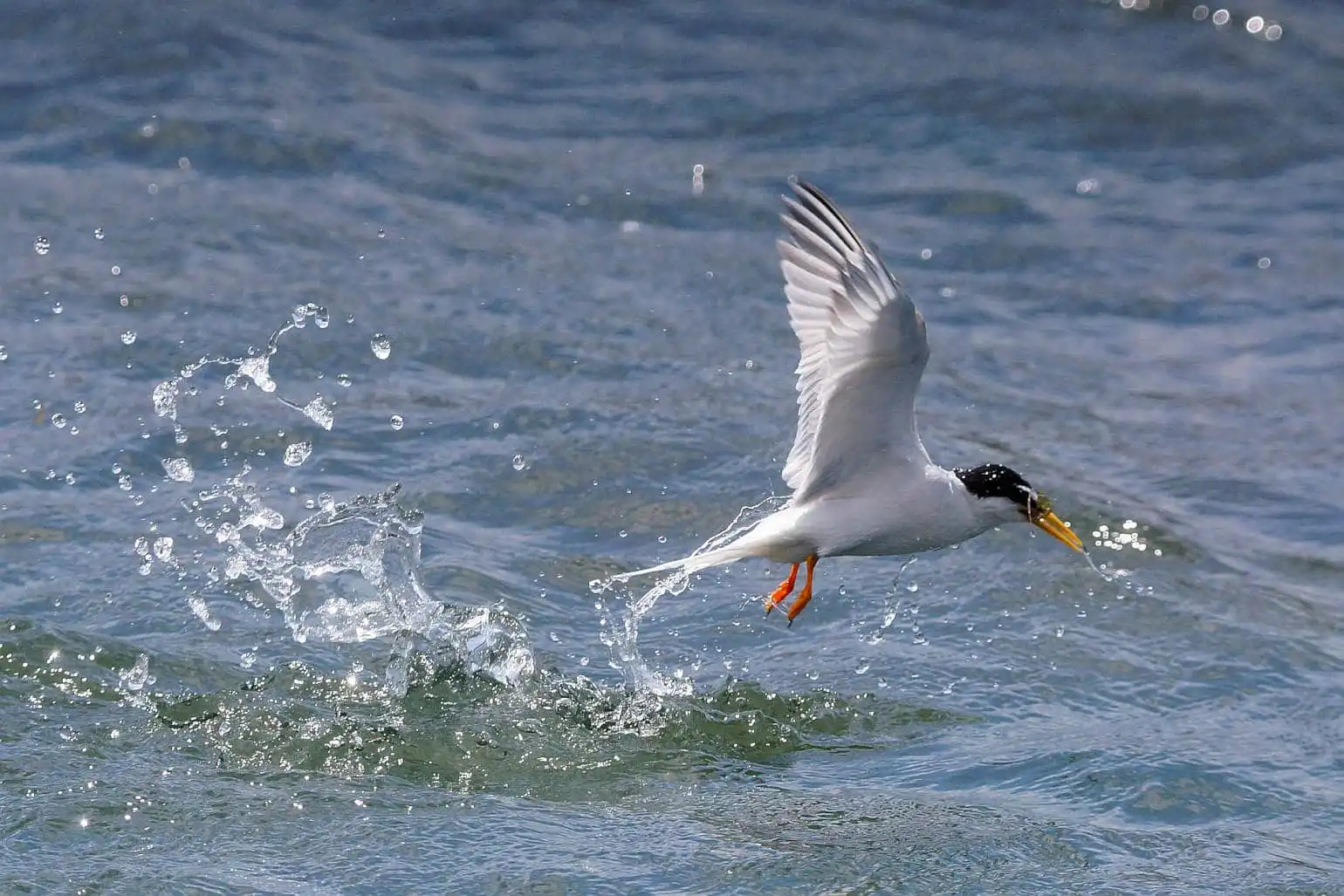野鳥・コアジサシの写真画像