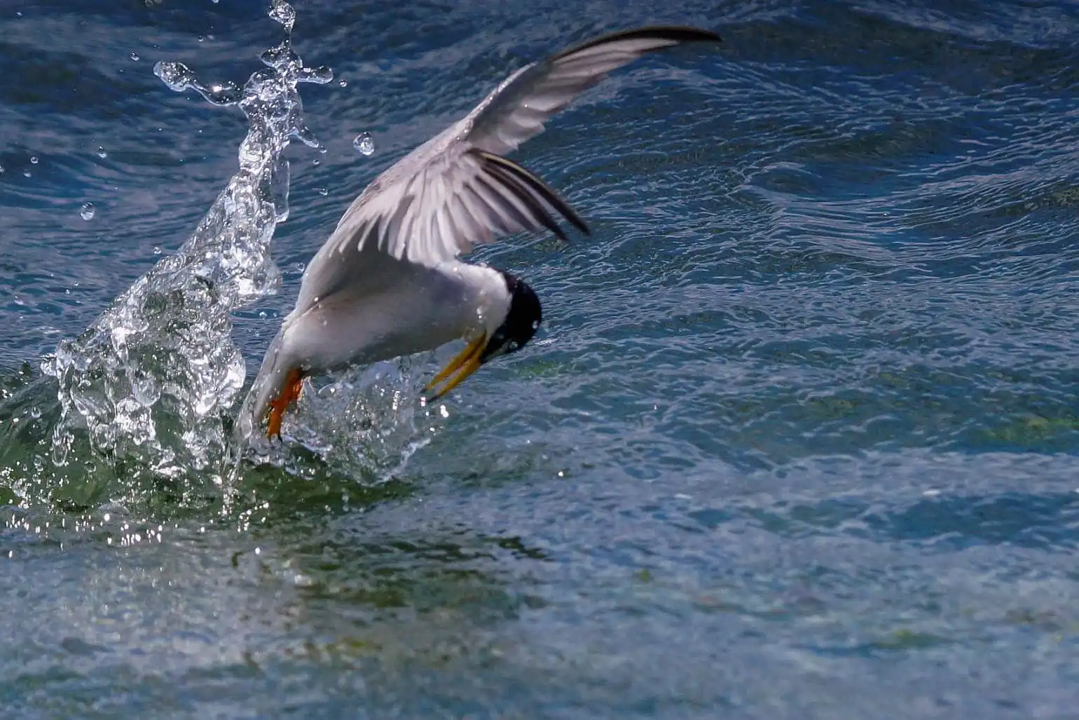 野鳥・コアジサシの写真画像