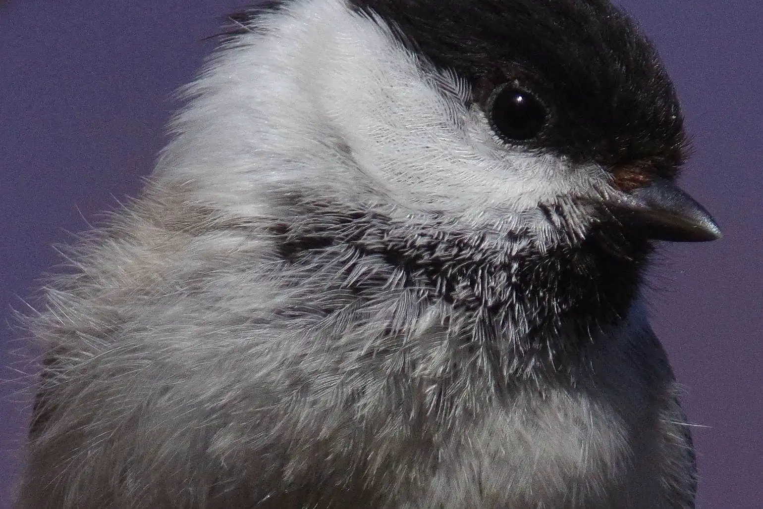 野鳥画像・コガラの写真