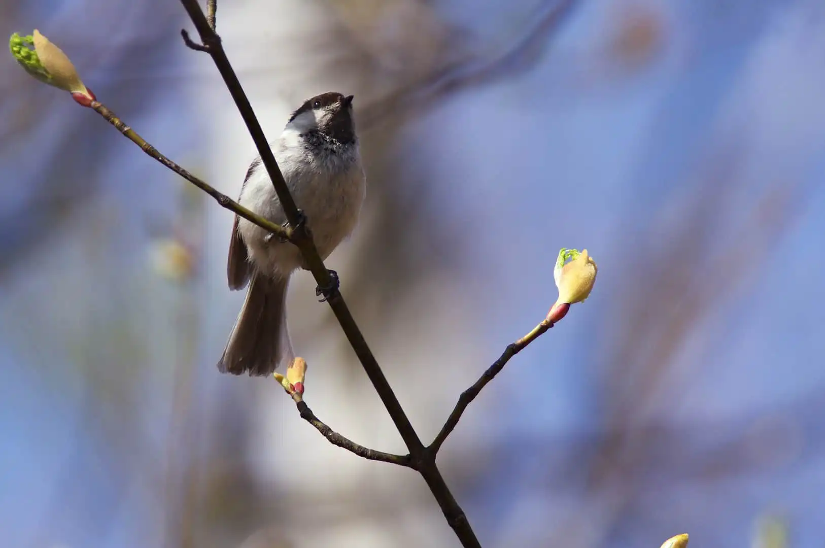 野鳥画像・コガラの写真