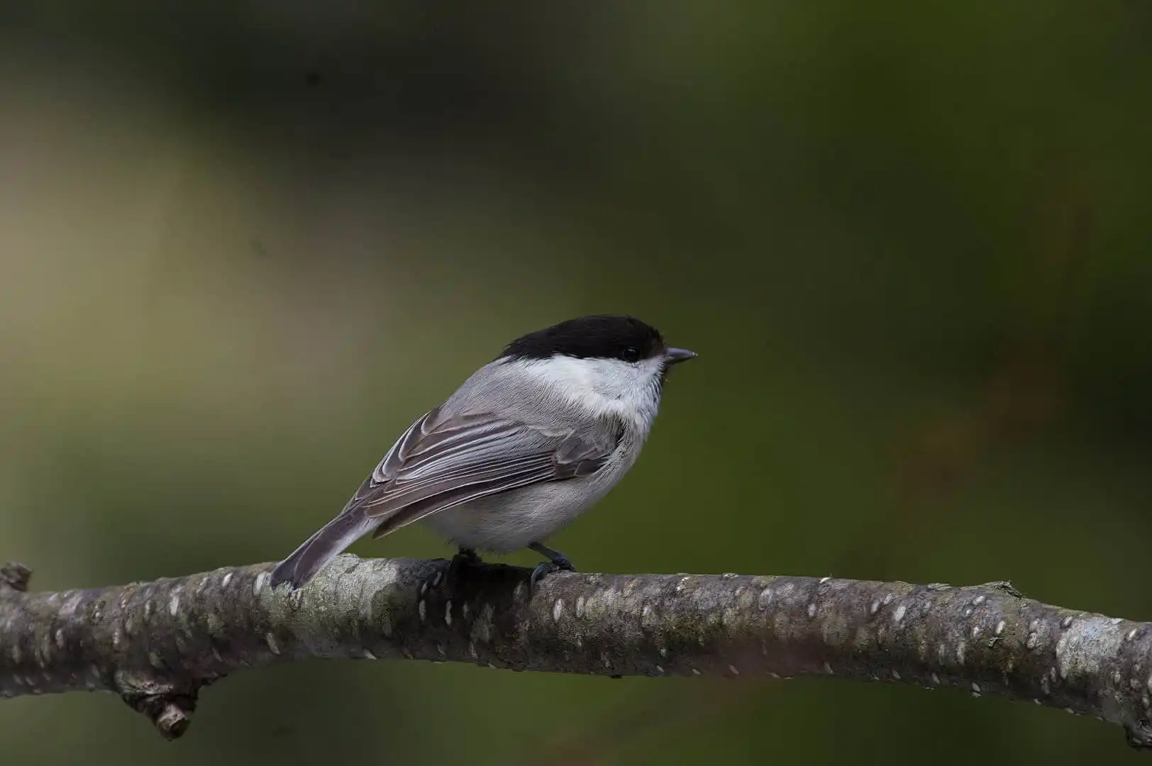野鳥画像・コガラの写真