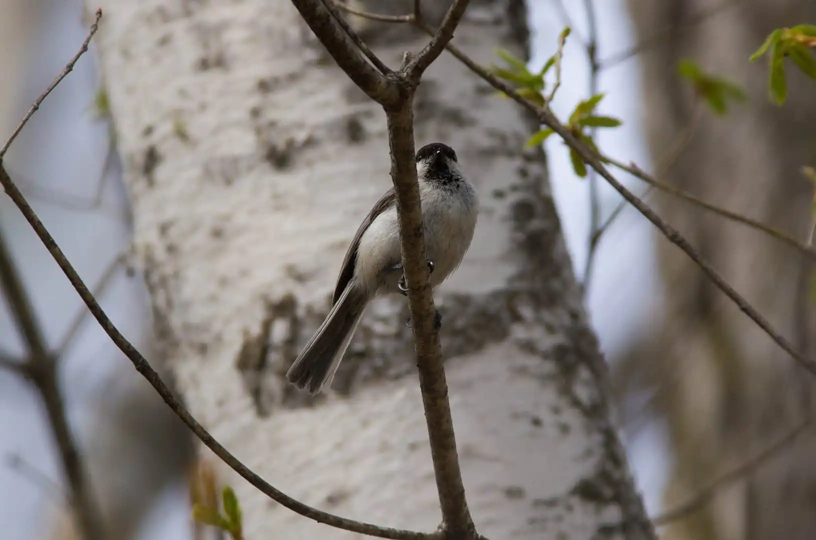 野鳥画像・コガラの写真