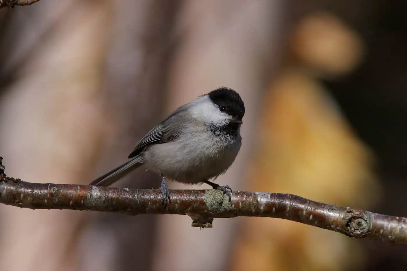 野鳥画像・コガラの写真