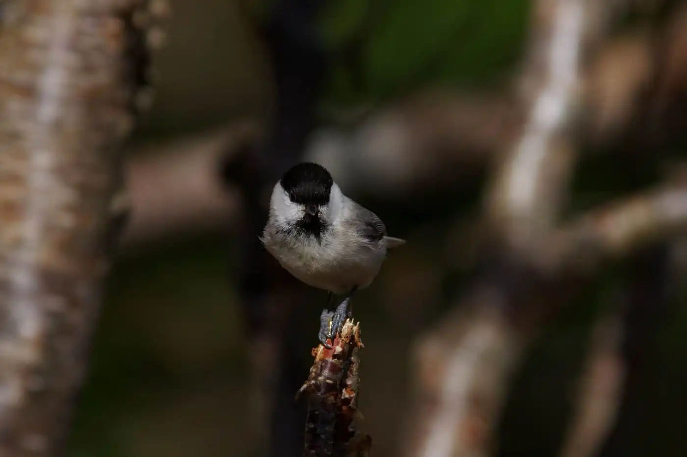 野鳥画像・コガラの写真