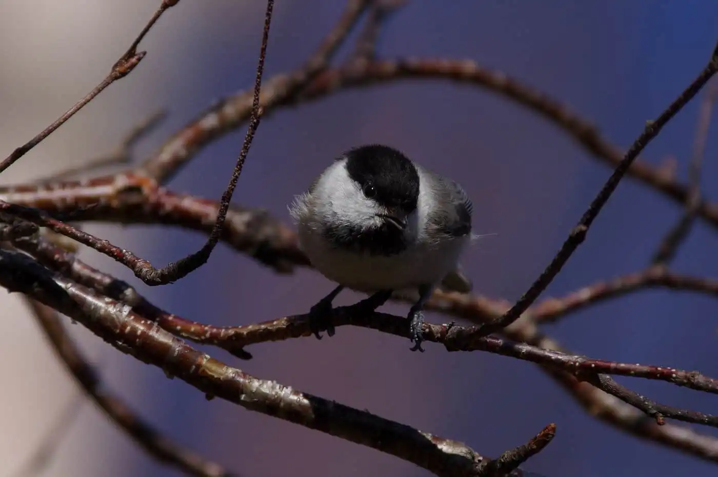 野鳥画像・コガラの写真
