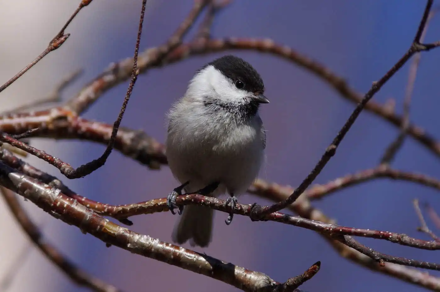 野鳥画像・コガラの写真