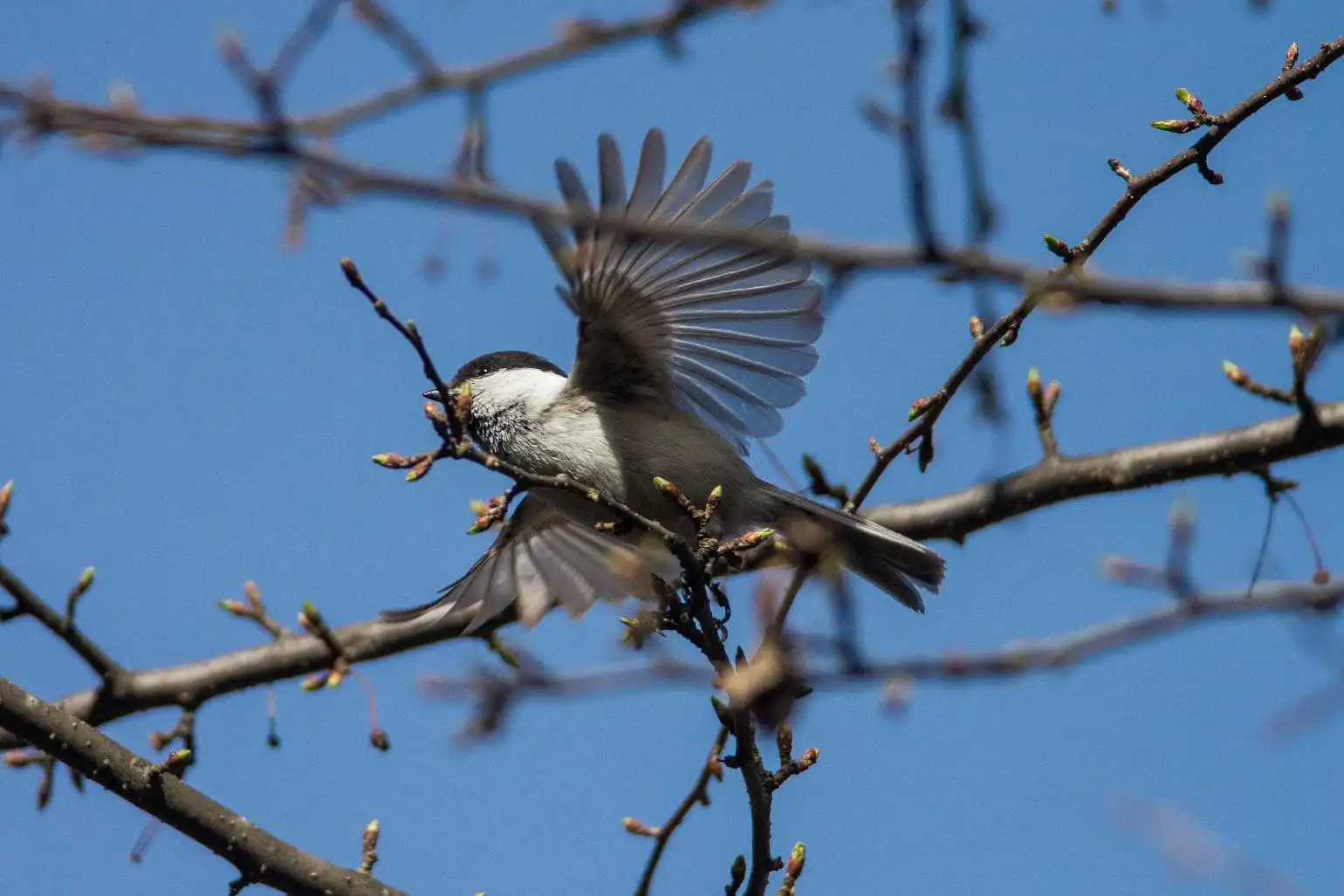野鳥画像・コガラの写真