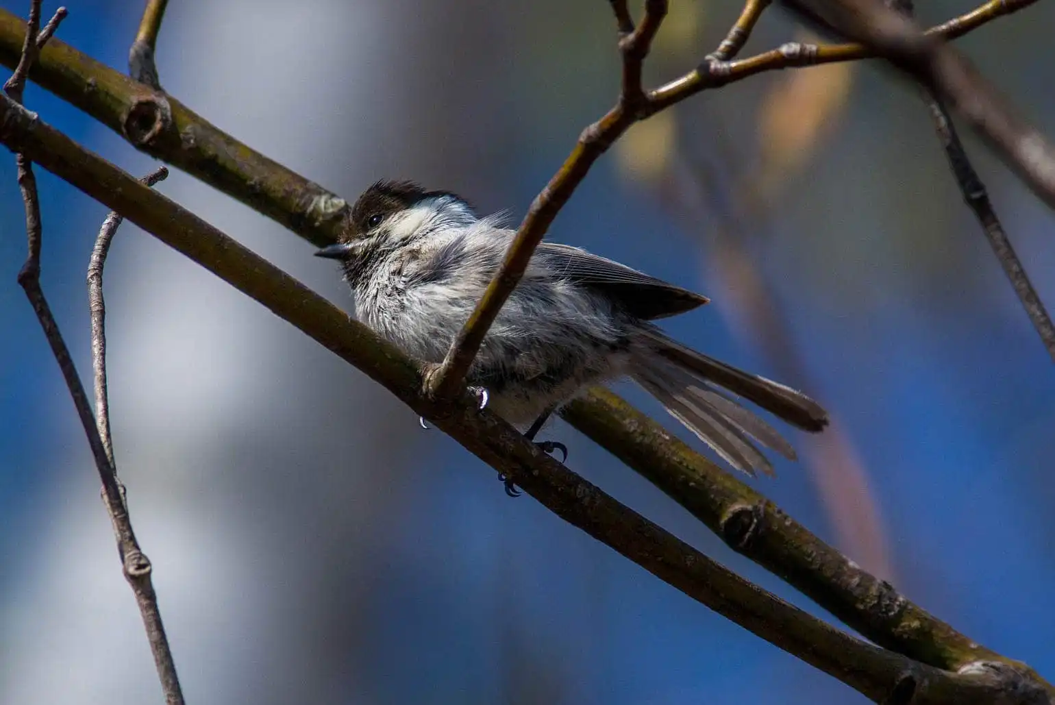 野鳥画像・コガラの写真