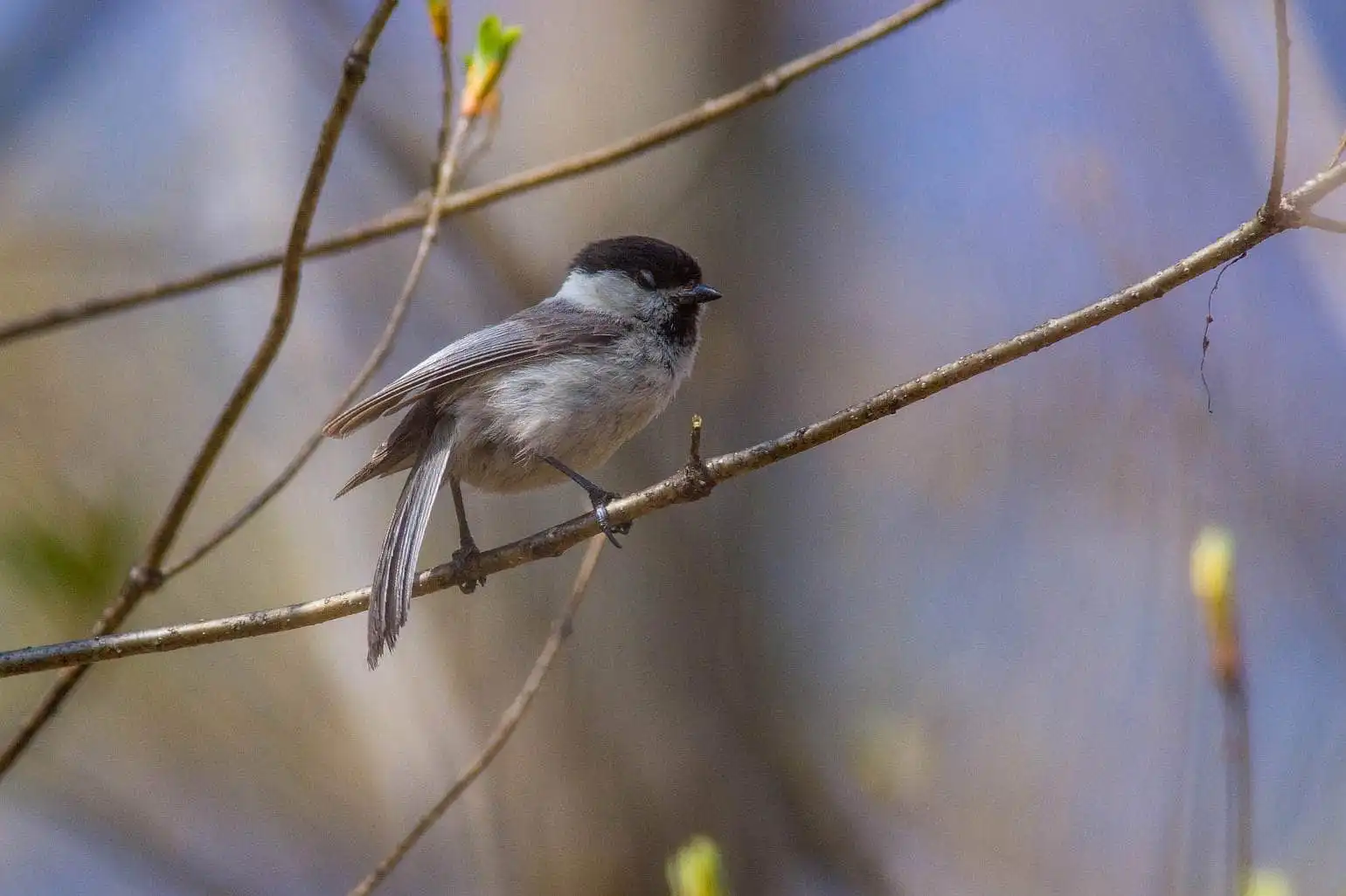 野鳥画像・コガラの写真
