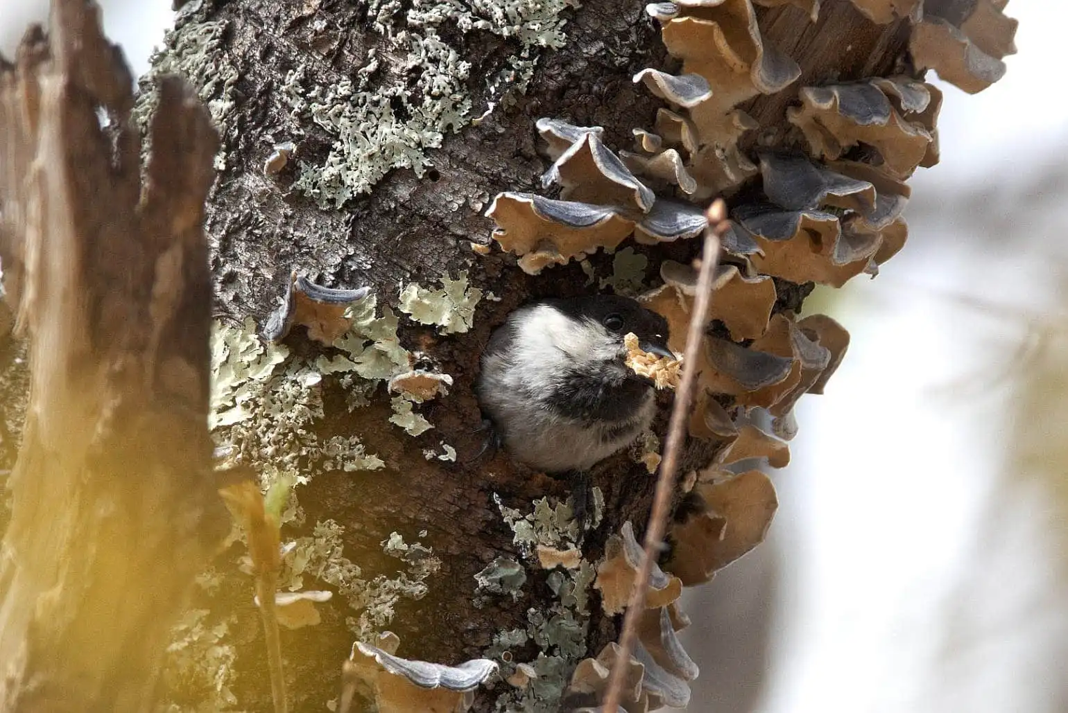 野鳥画像・コガラの写真