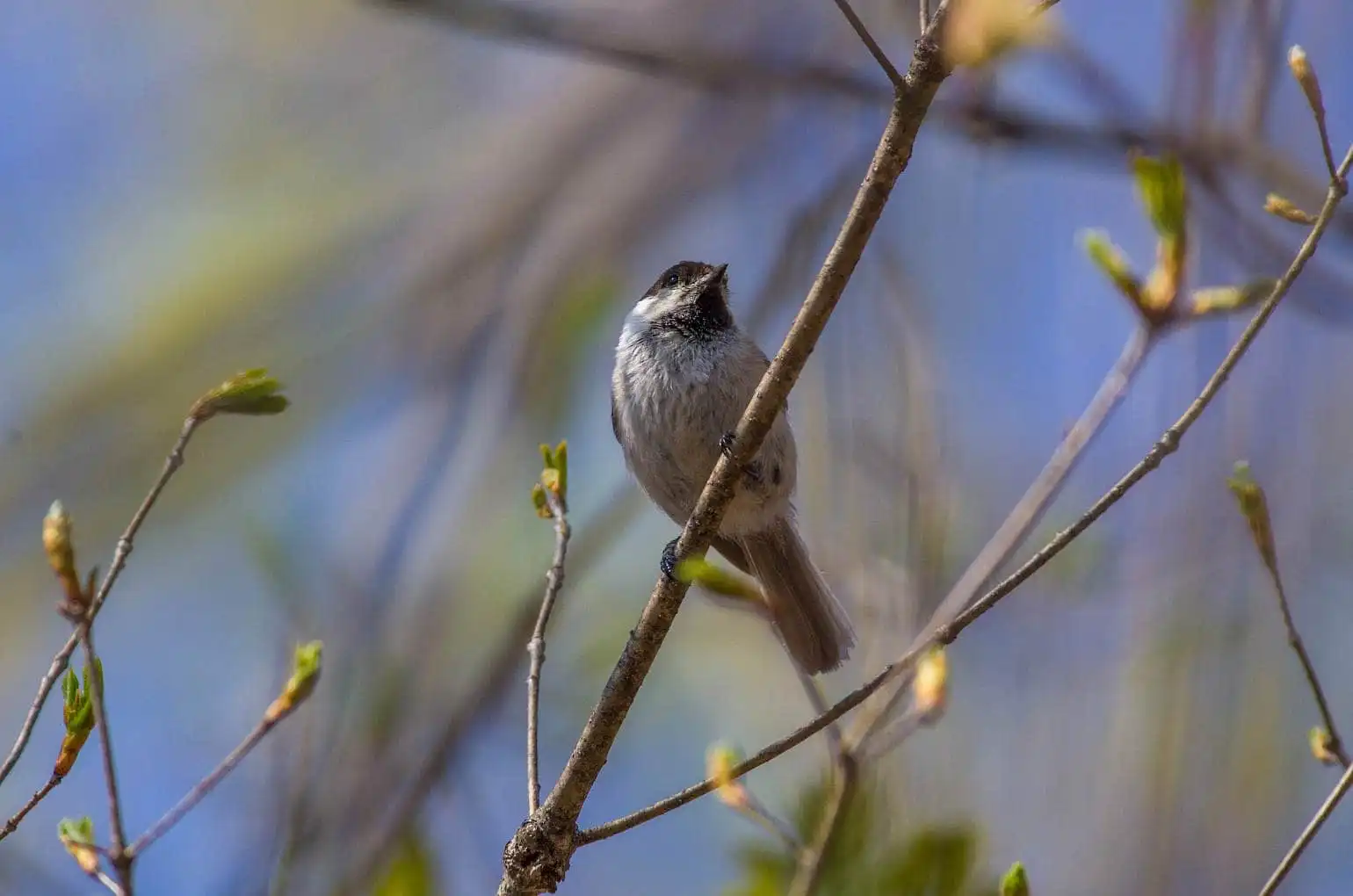 野鳥画像・コガラの写真