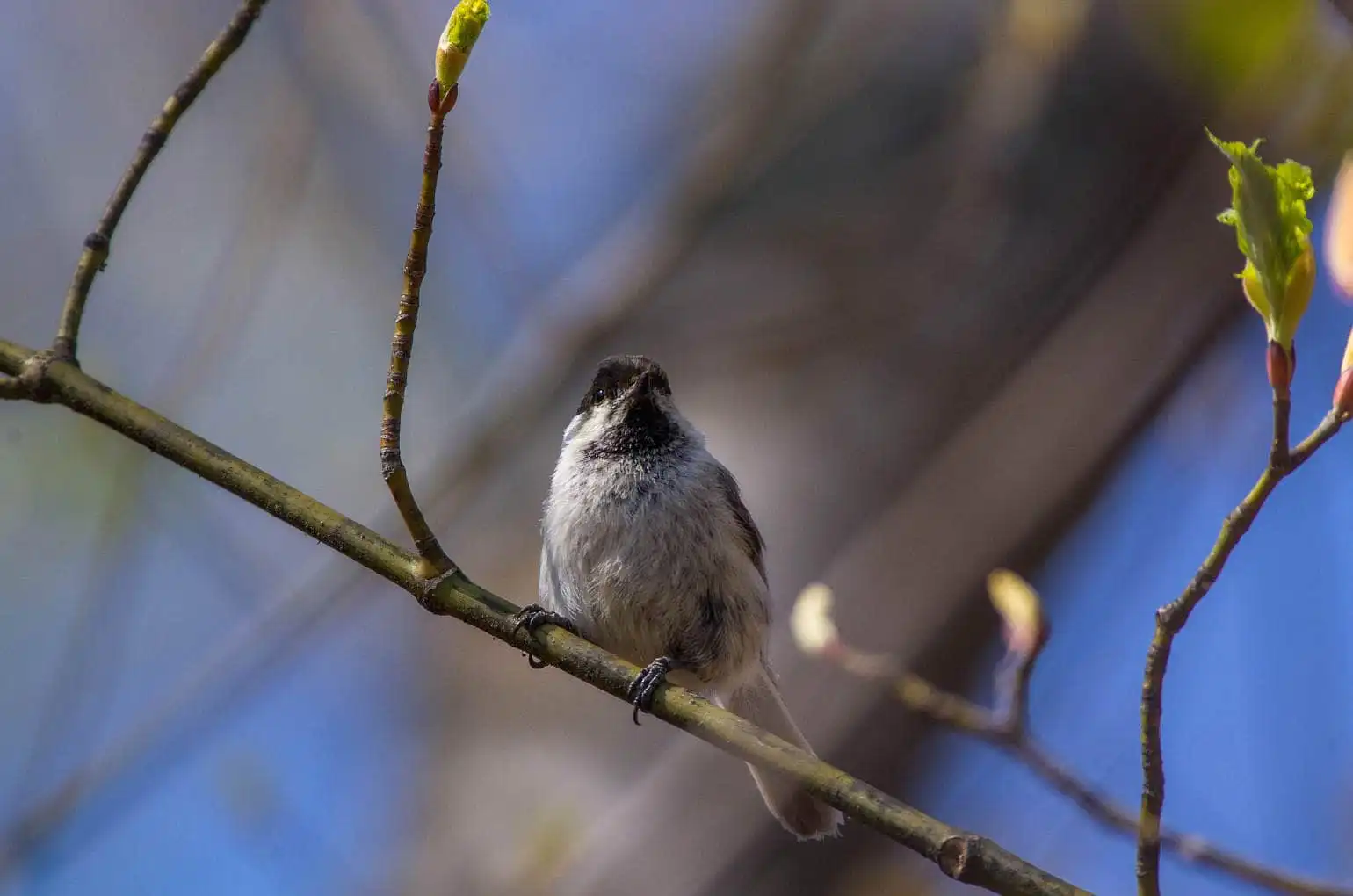 野鳥画像・コガラの写真