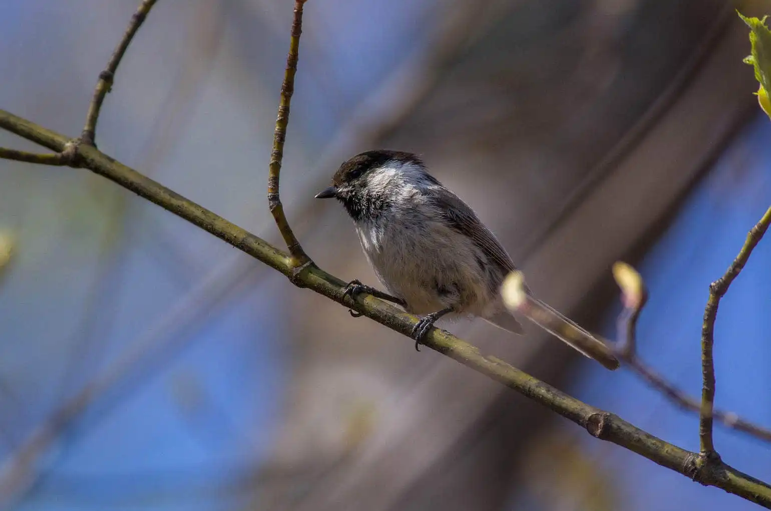 野鳥画像・コガラの写真