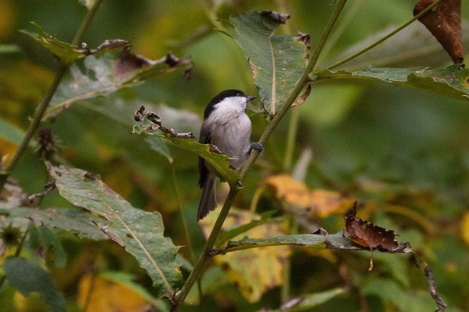 野鳥画像・コガラの写真