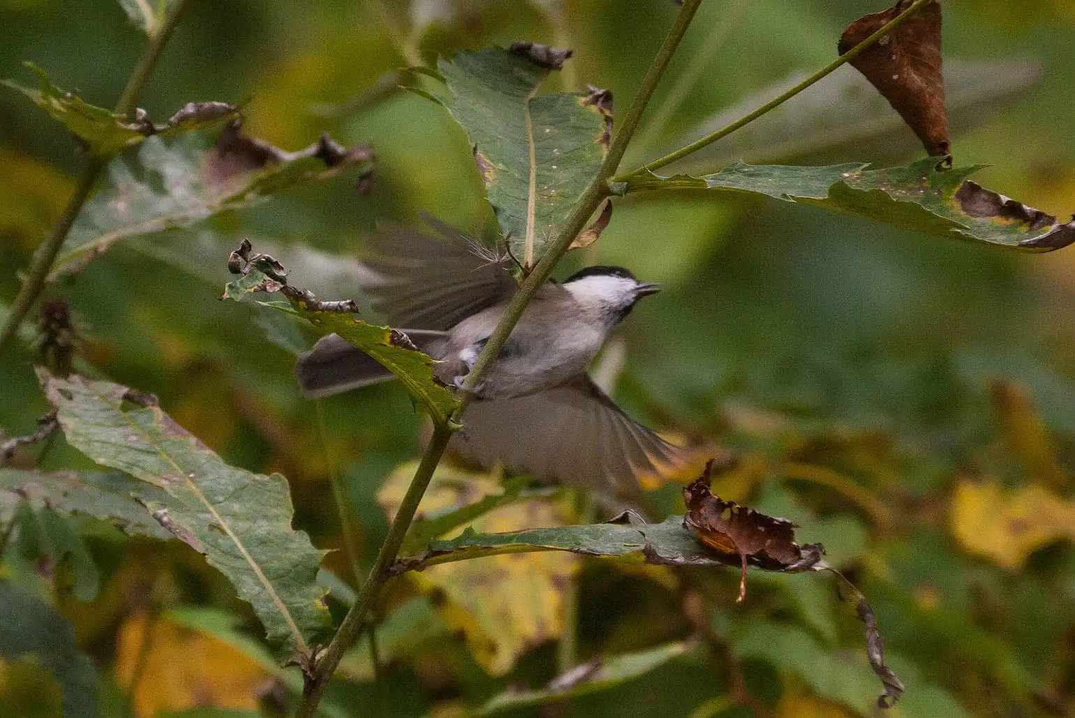野鳥画像・コガラの写真