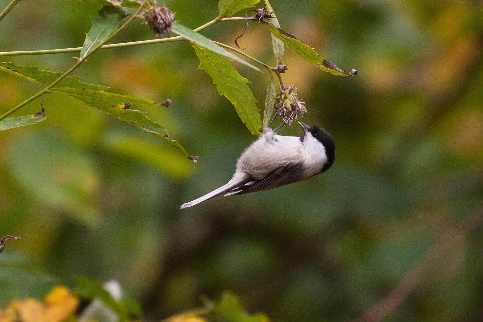 野鳥画像・コガラの写真