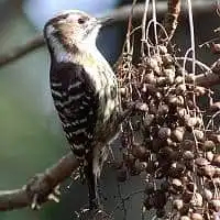 野鳥写真・コゲラ