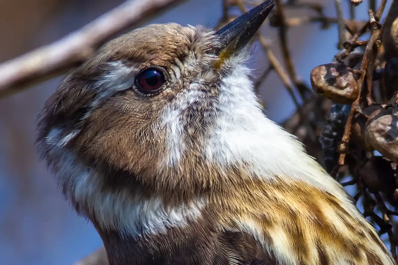 野鳥写真・コゲラの写真