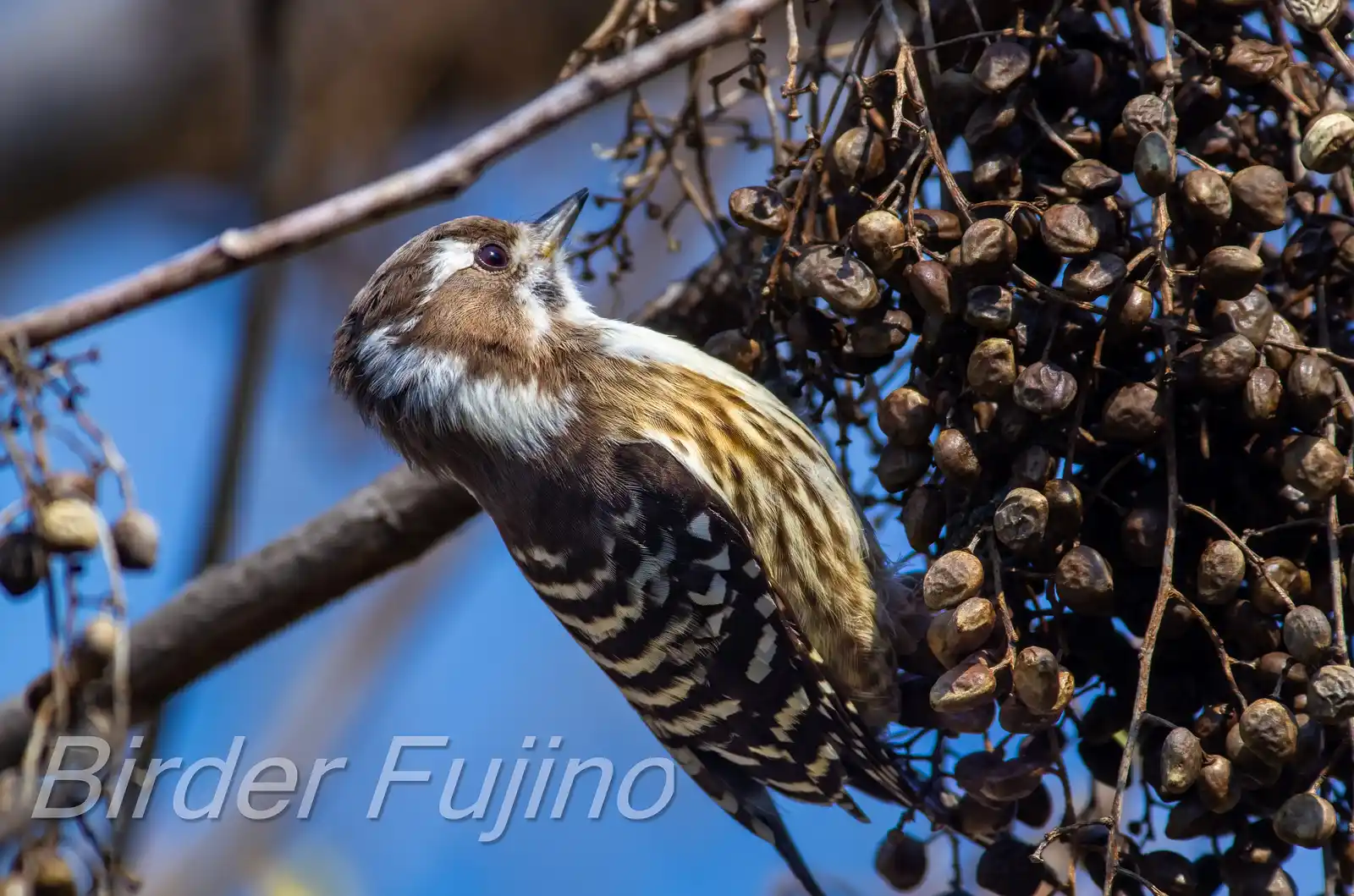 野鳥写真・コゲラの写真
