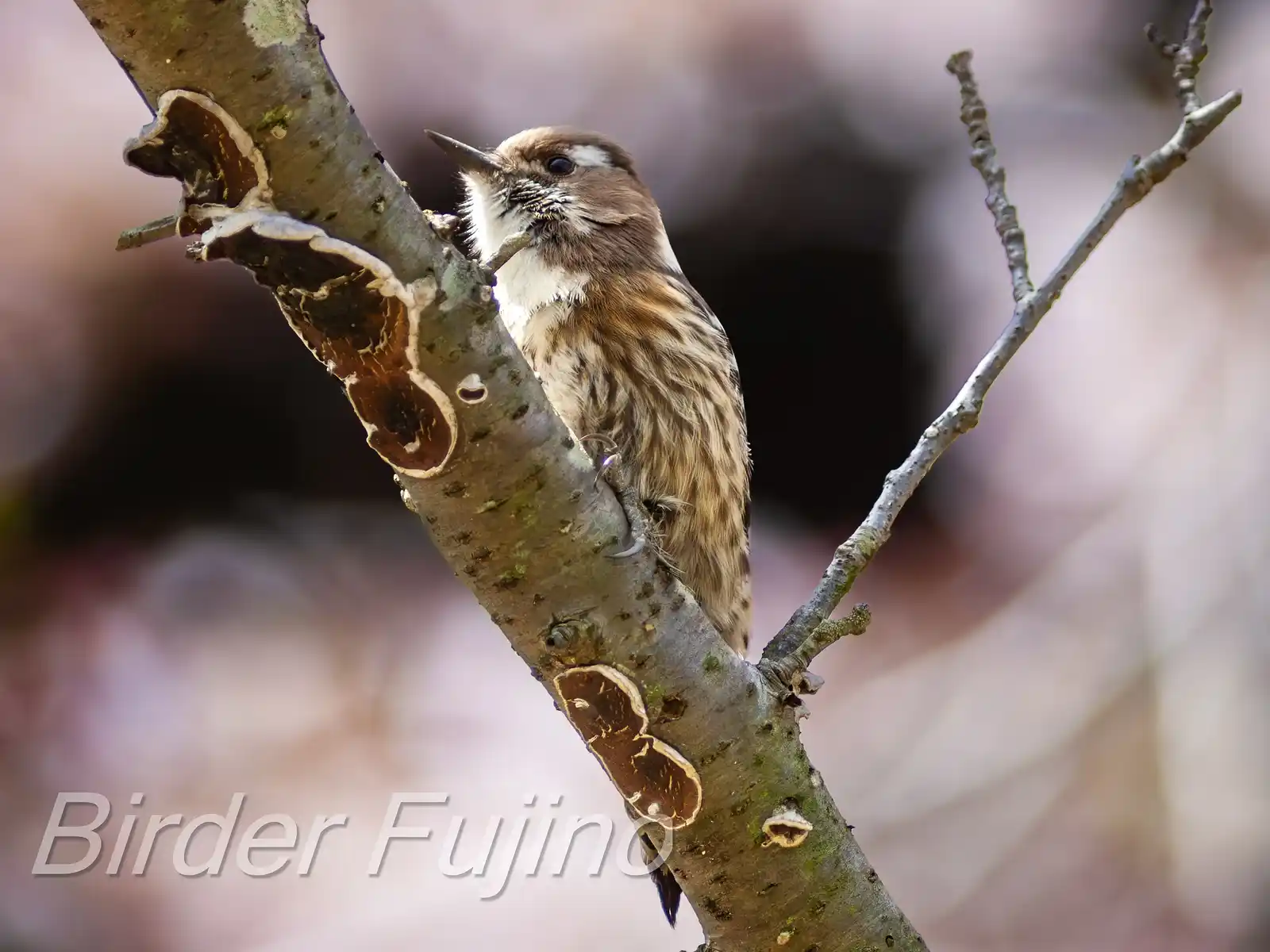 野鳥写真・コゲラの写真