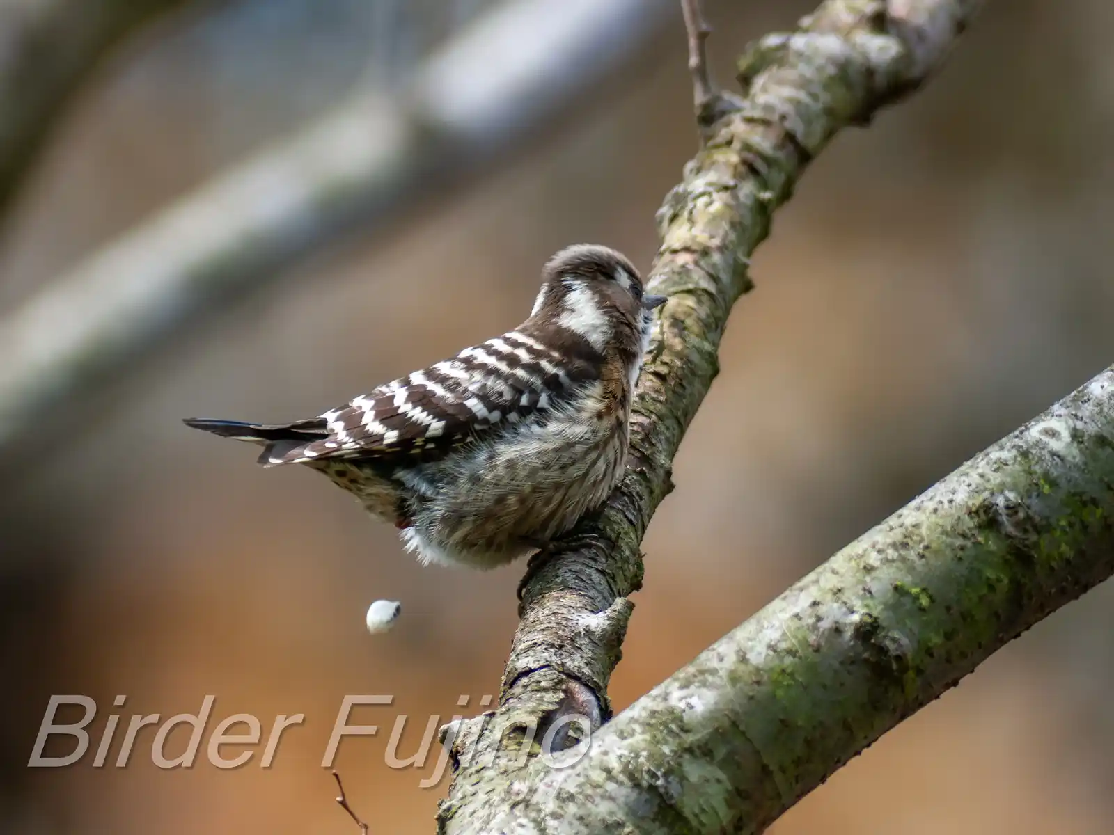 野鳥写真・コゲラの写真