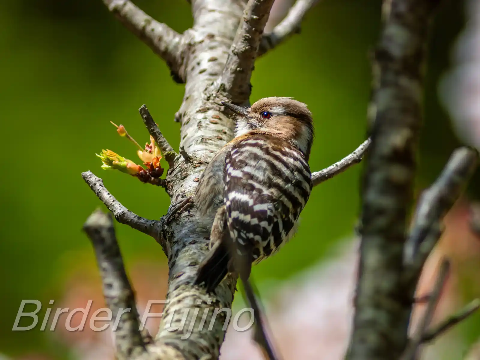 野鳥写真・コゲラの写真