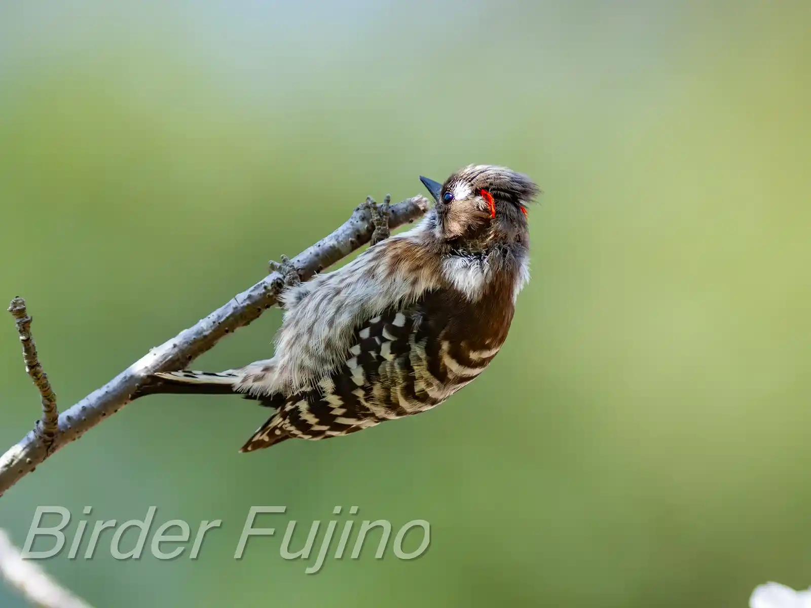野鳥写真・コゲラの写真