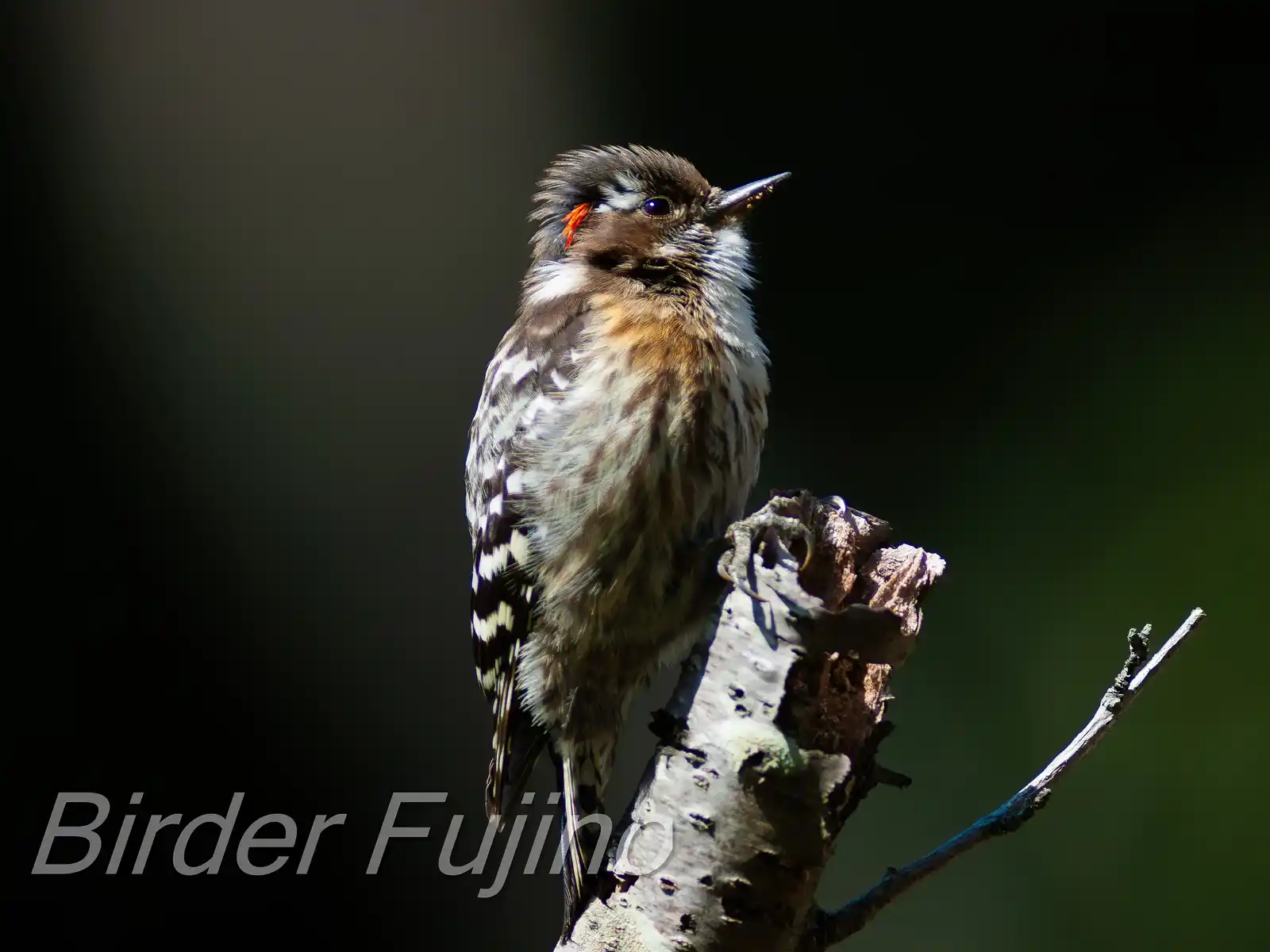 野鳥写真・コゲラの写真