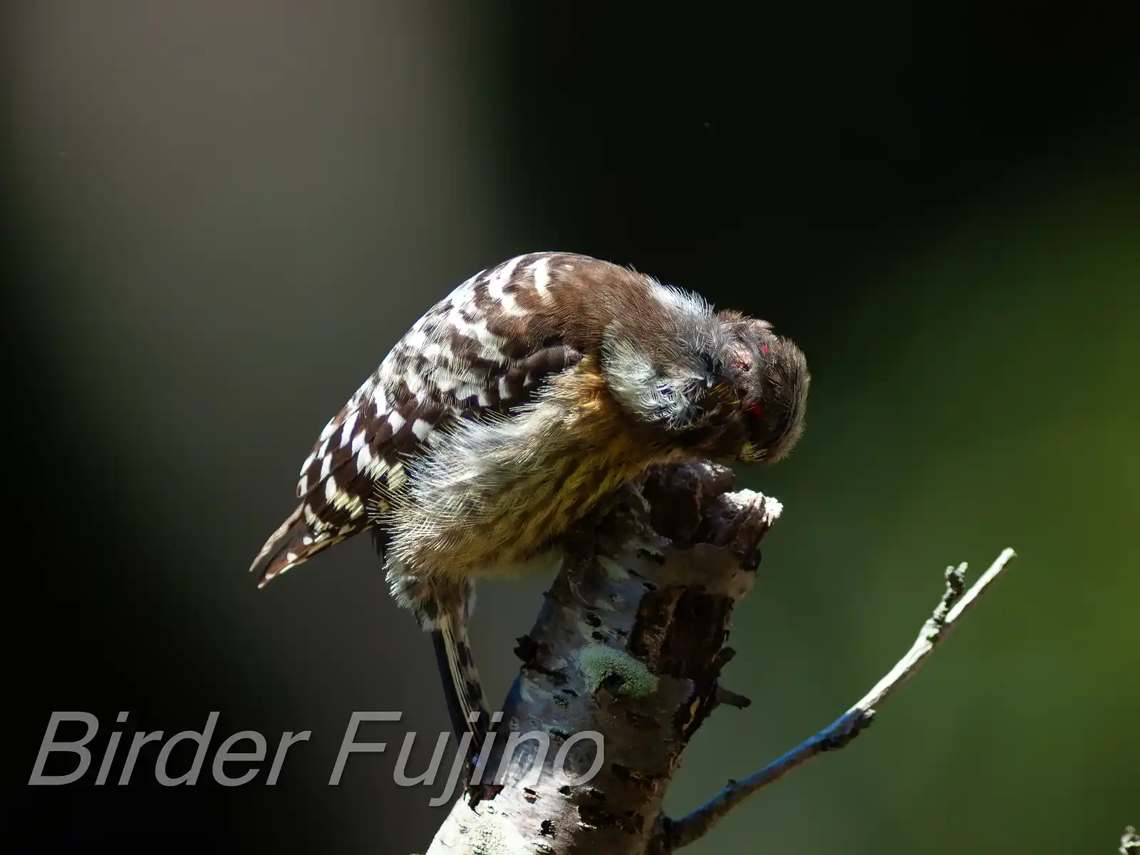 野鳥写真・コゲラの写真