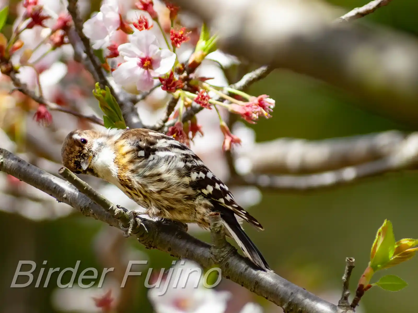 野鳥写真・コゲラの写真