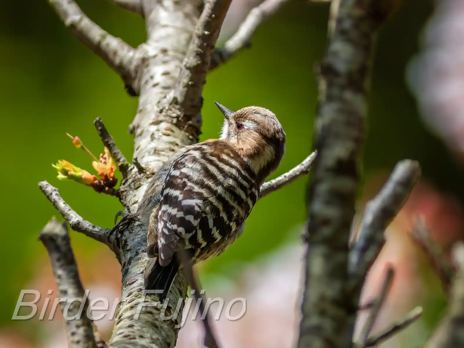 野鳥写真・コゲラの写真