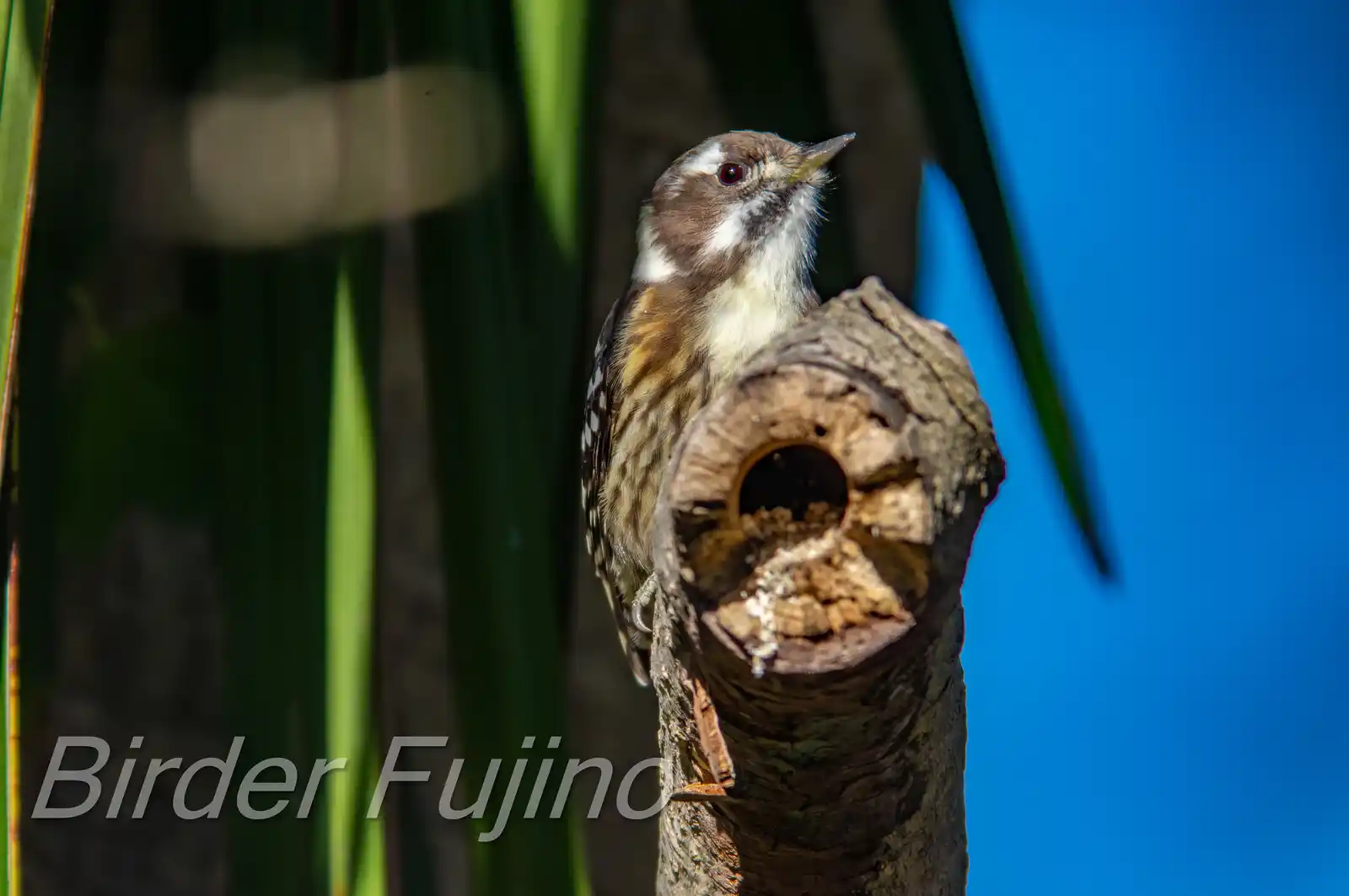 野鳥写真・コゲラの写真