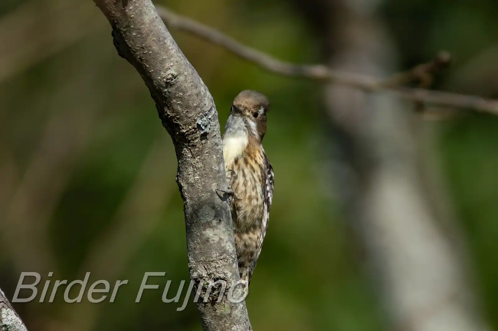 野鳥写真・コゲラの写真