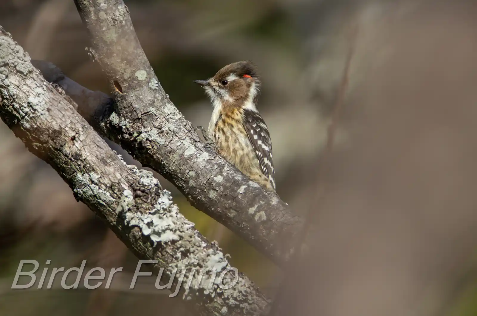 野鳥写真・コゲラの写真