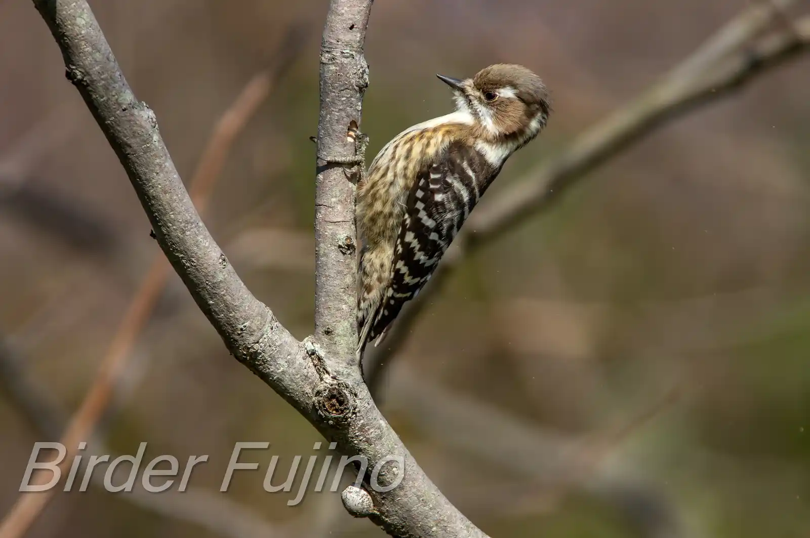 野鳥写真・コゲラの写真